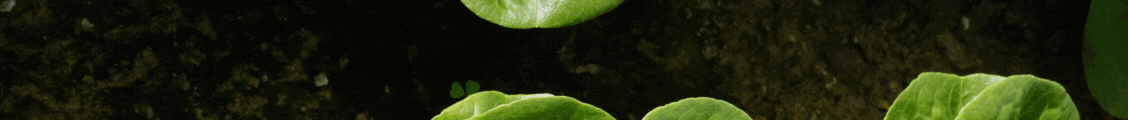 https://regaber.com/?utm_source=Banner+revistaagricultura&utm_medium=Display&utm_campaign=APP