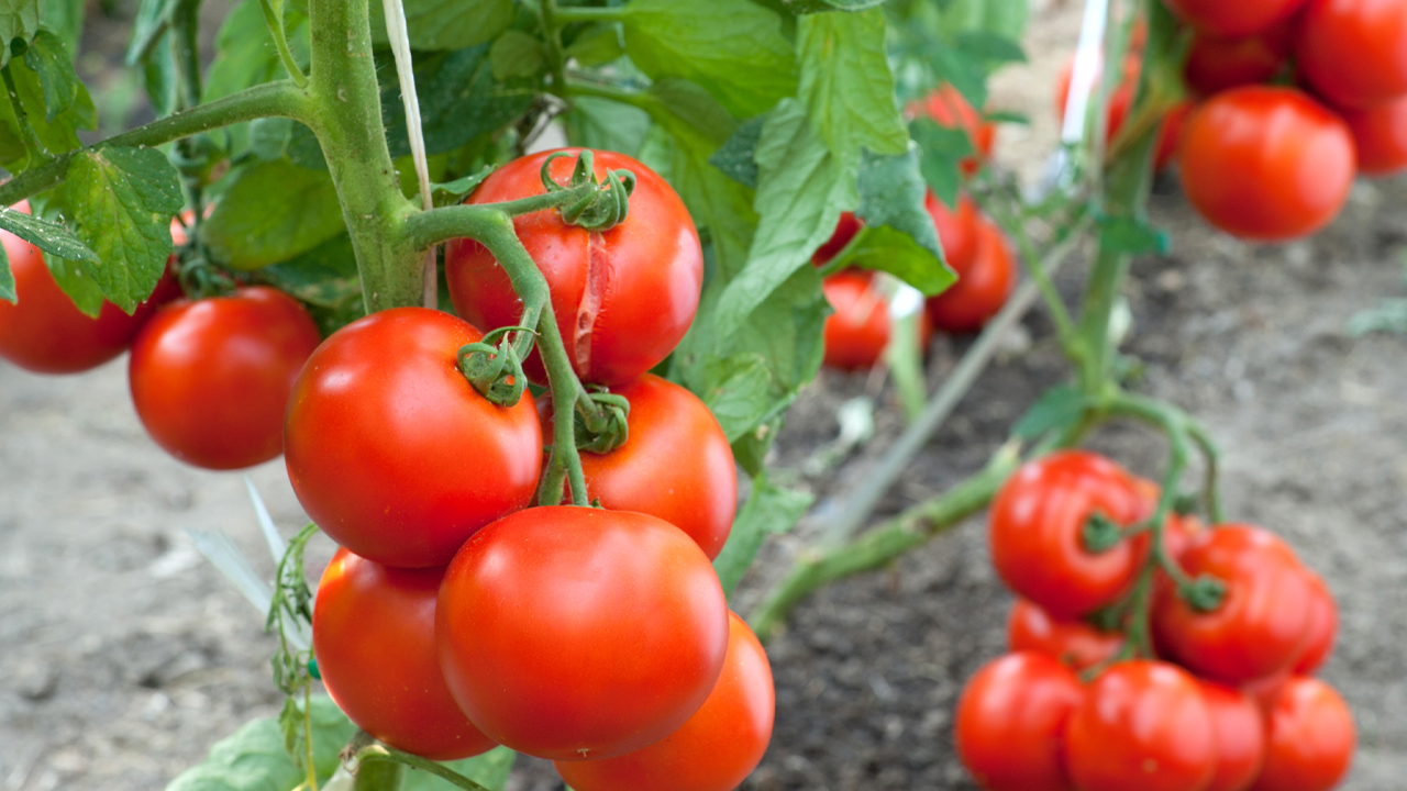 Uso agonistas receptores ácido abscísico para adaptación sequía tomate