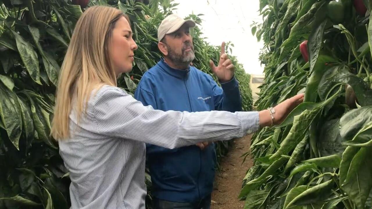 Logran adelantar una semana maduración color calidad en pimiento