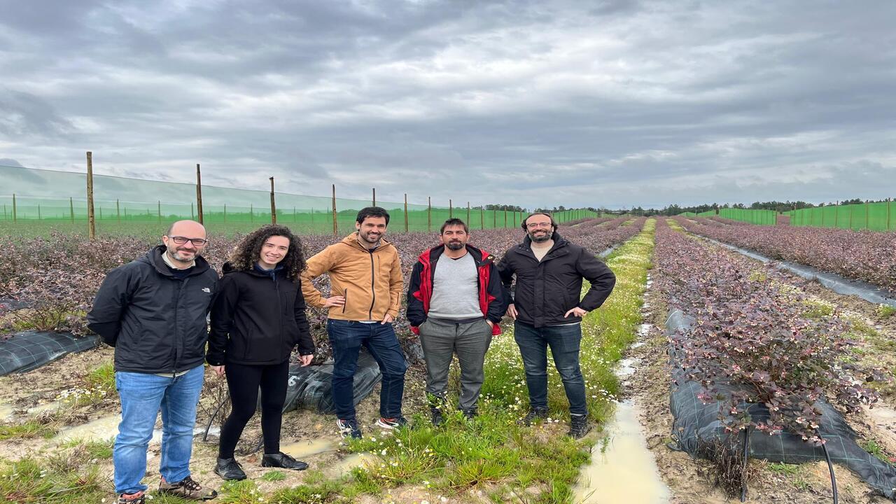 Impulso a la agricultura regenerativa la descarbonización en arándanos