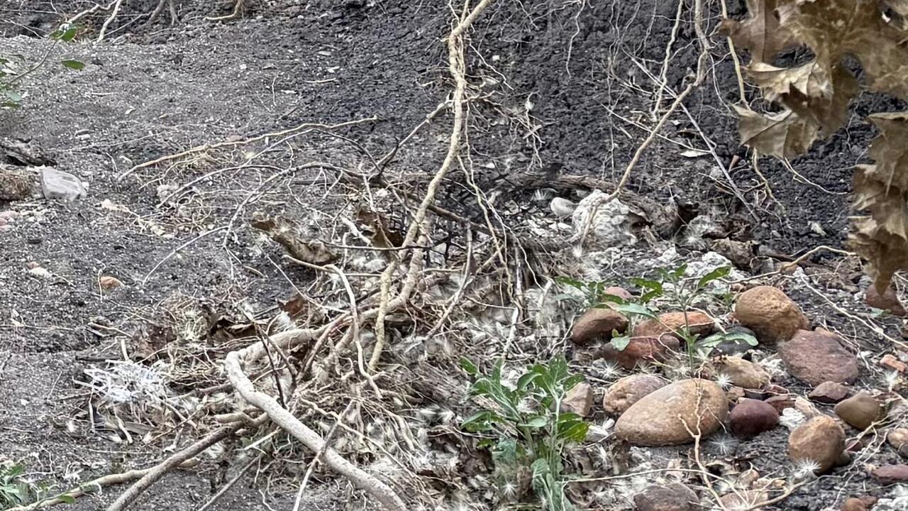 agricultura andaluza en peligro debido elevada pérdida suelo ante nuevo escenario climático