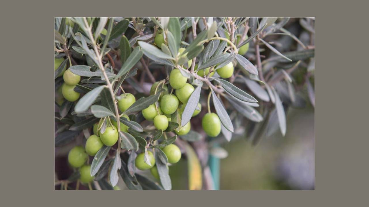 la-biotecnologia-microbiana-nueva-oportunidad-para-olivar