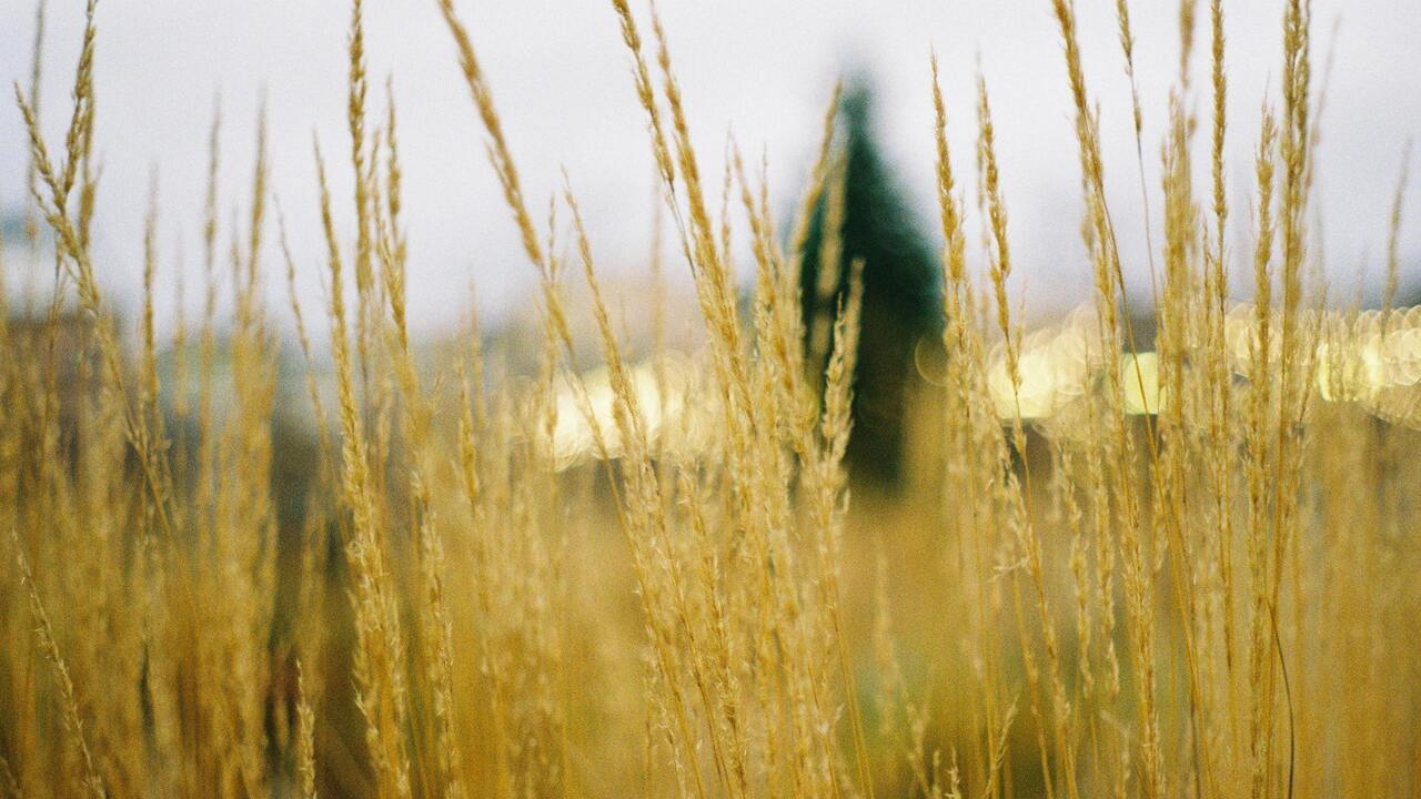 respaldo-eurocamara-endurecer-aranceles-a-productos-agricolas-rusos-bielorrusos