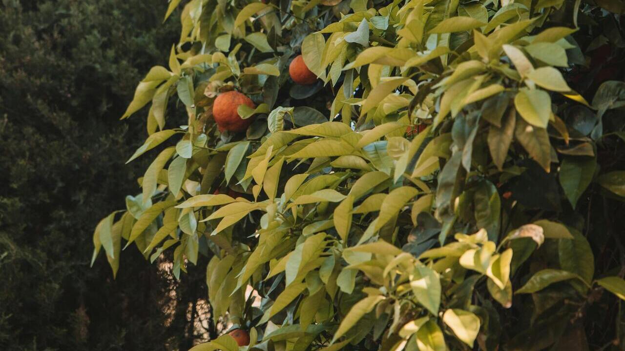 Apoyo europeo productores frutas hortalizas vino Valencia