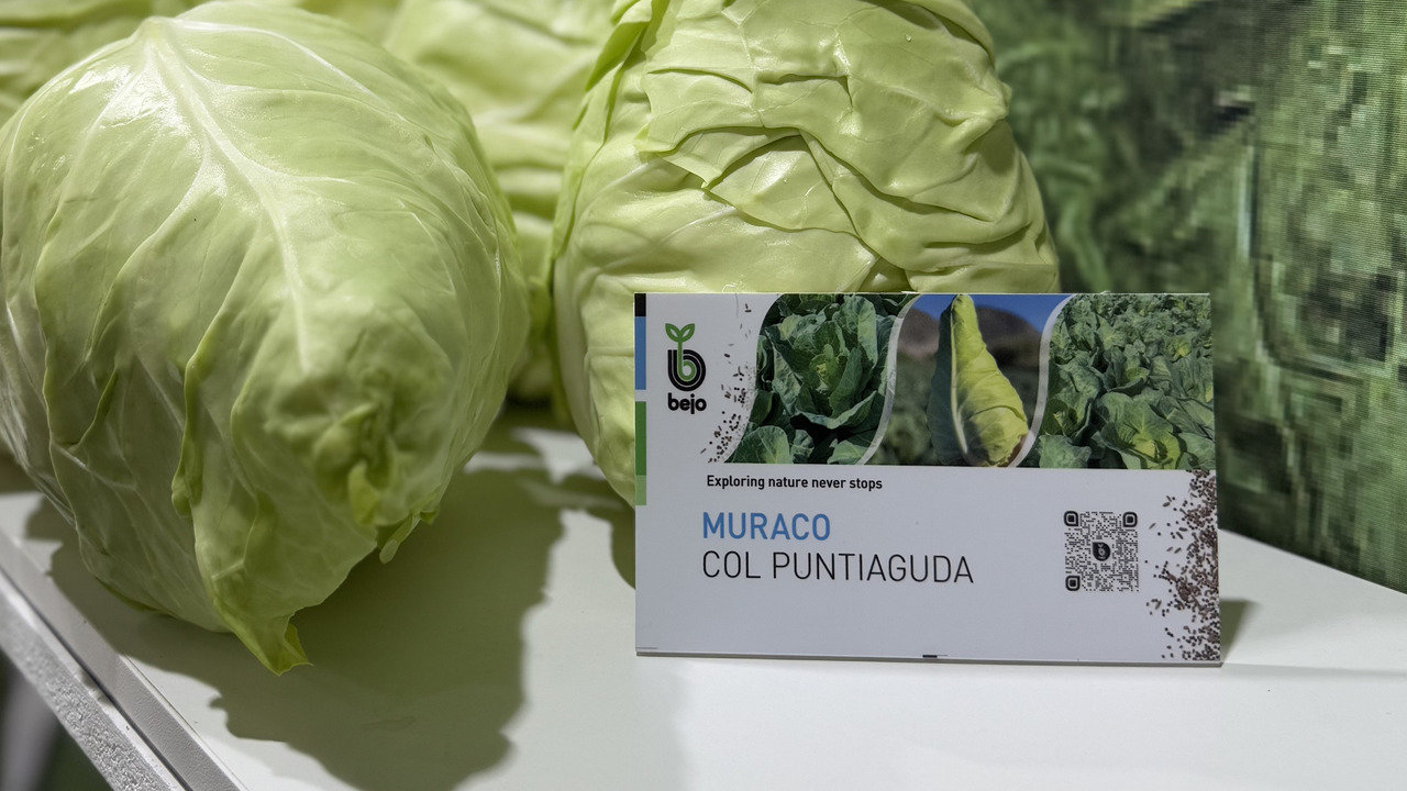 Balance más que positivo para Bejo Infoagro Exhibition 2025