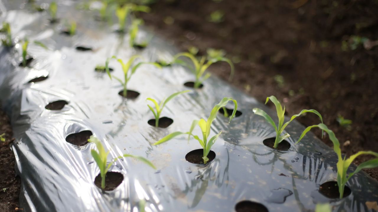 repensar-plastico-agricola-para-que-cumpla-su-funcion-desaparezca-despues
