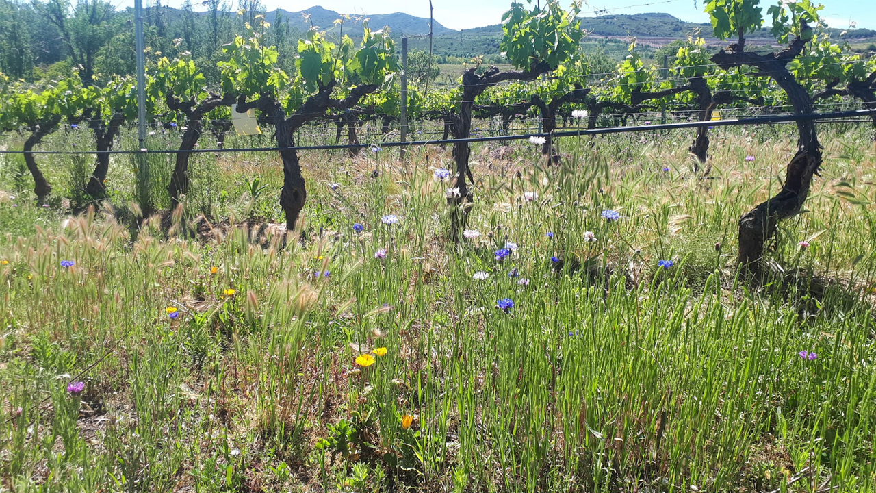 Bioinsecticidas nuevas herramientas biotecnológicas control plagas artrópodos