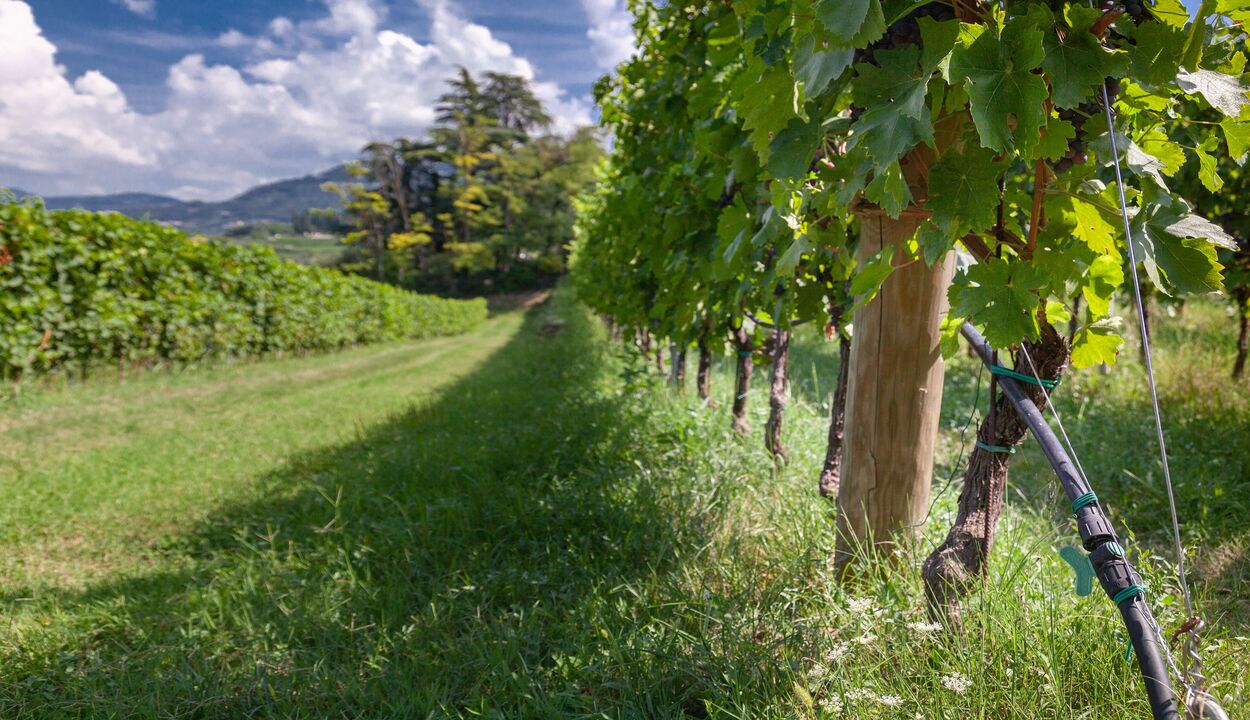 Las bodegas top apuestan riego por goteo Irritec Iberia