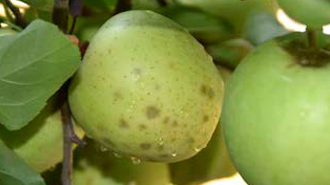 Aplicaciones de calcio para mitigación del bitter pit