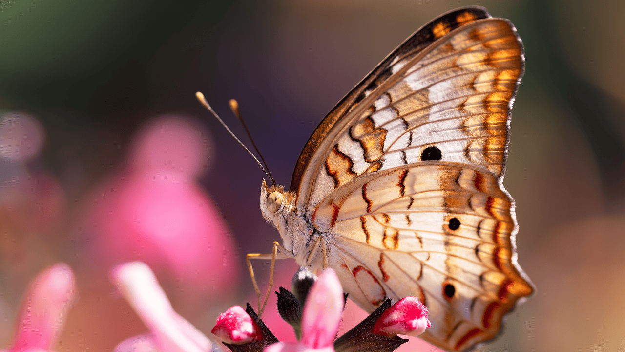 bruselas-aprueba-sistema-seguimiento-polinizadores-ue