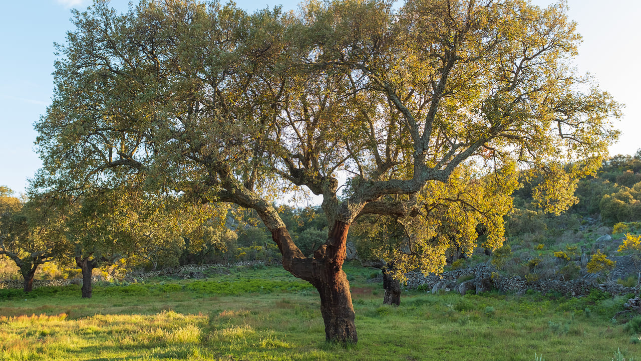 corcho-piel-viva-extremadura