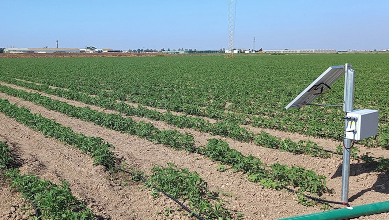 Hacia una nueva fertilización en horticultura caso del tomate de industria