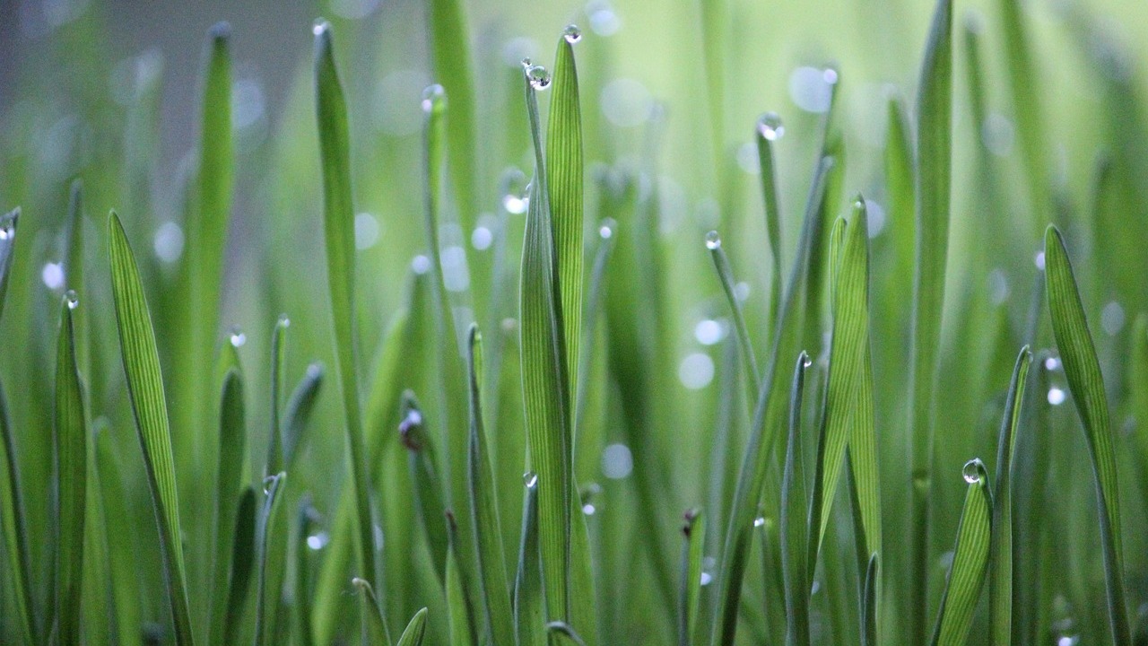 fabricantes-fertilizantes-valoran-aprobacion-aranceles-importaciones-rusas-bielorrusas