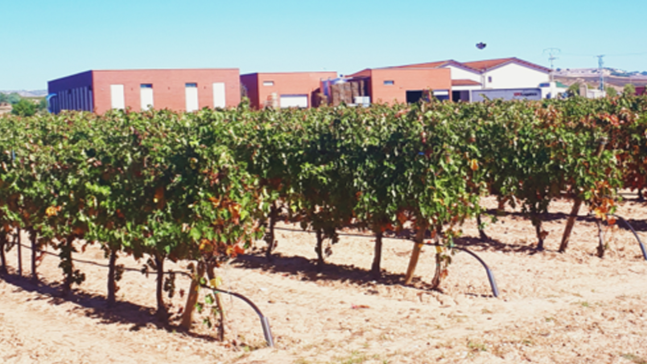 Frecuencia riego en cv Tempranillo efectos en estado hídrico fisiología