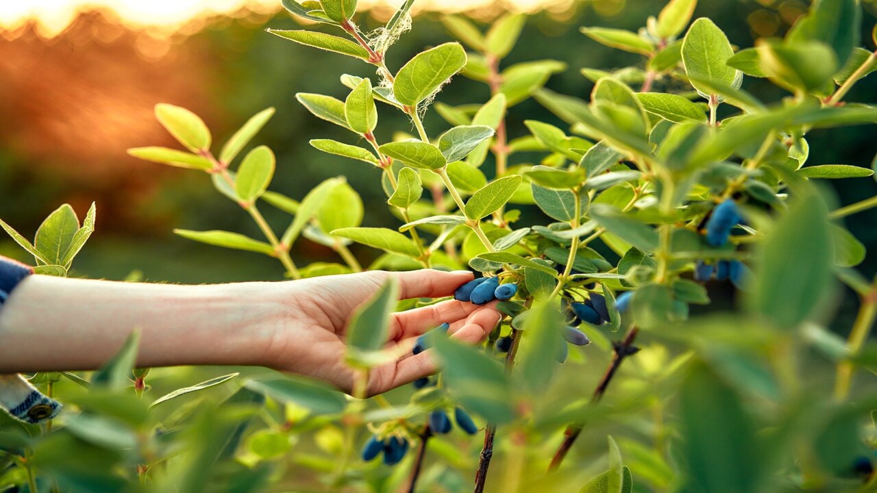 gotero PC700 AS Caudal impulsa eficiencia sostenibilidad cultivo berries