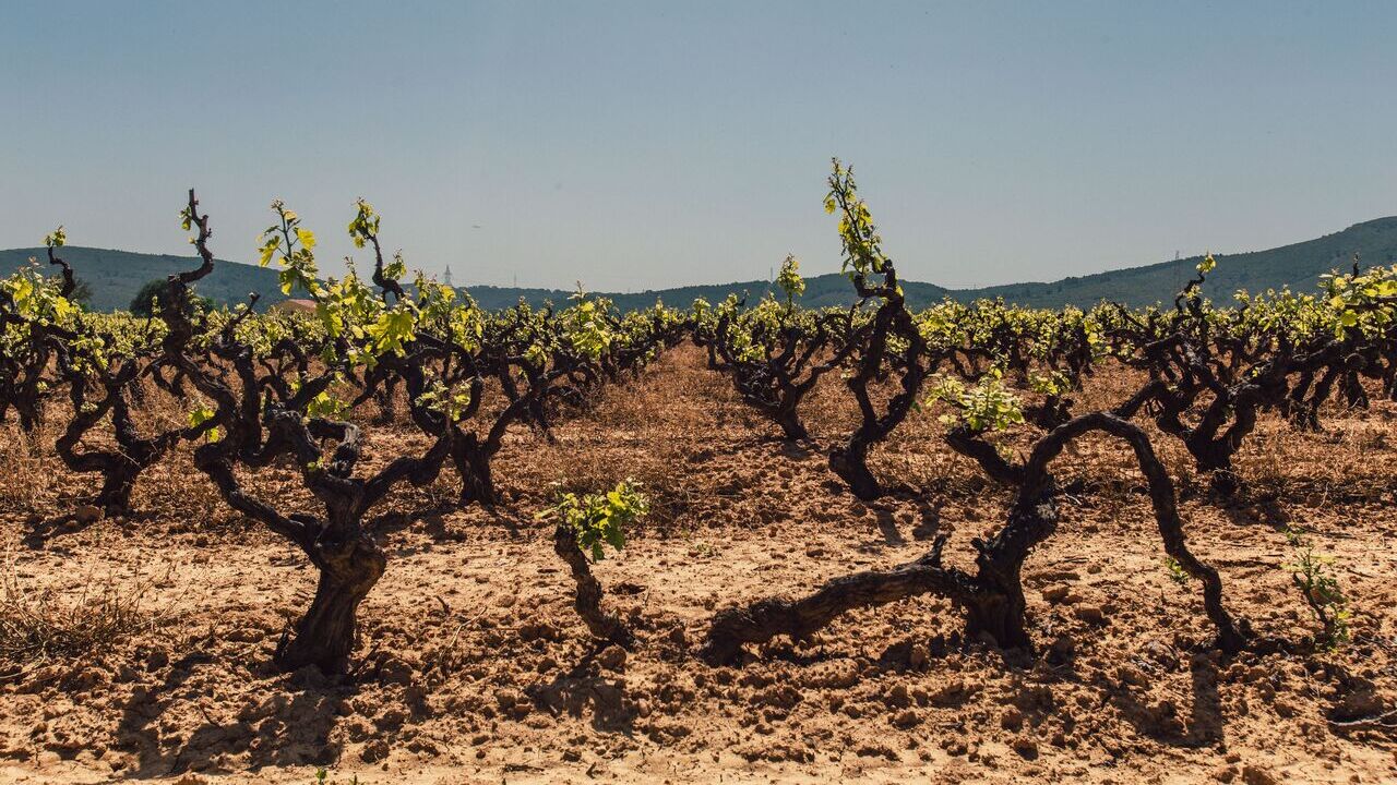 cambios-normativa-pac-garantizar-ayudas-sectores-vitivinicola-hortofruticola