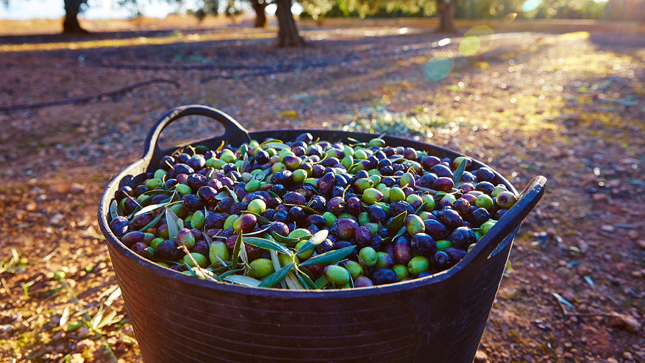 investigación olivar impulsa sostenibilidad agrícola España