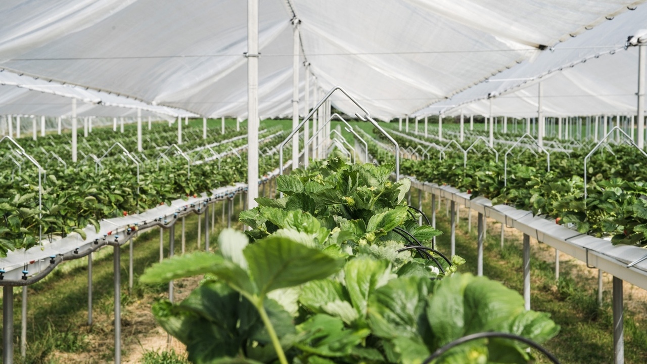 fertirrigacion factor decisivo productividad eficiencia cultivos invernadero suelo