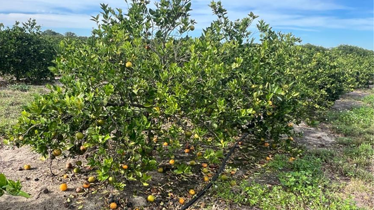 Cómo proteger el futuro de nuestros cítricos frente a la mayor amenaza de la citricultura mundial