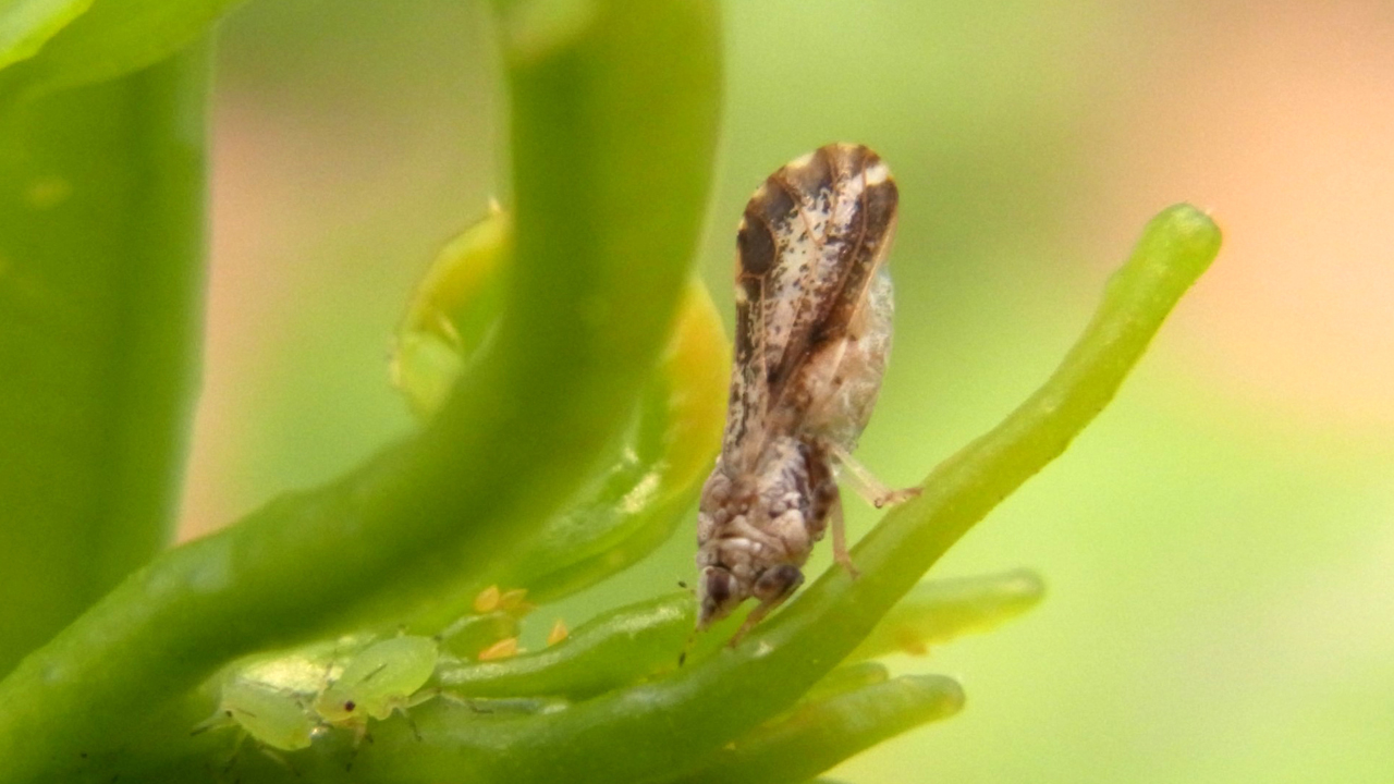 nuevas-plagas-generadas-por-el-cambio-climatico-en-cultivos-mediterraneos