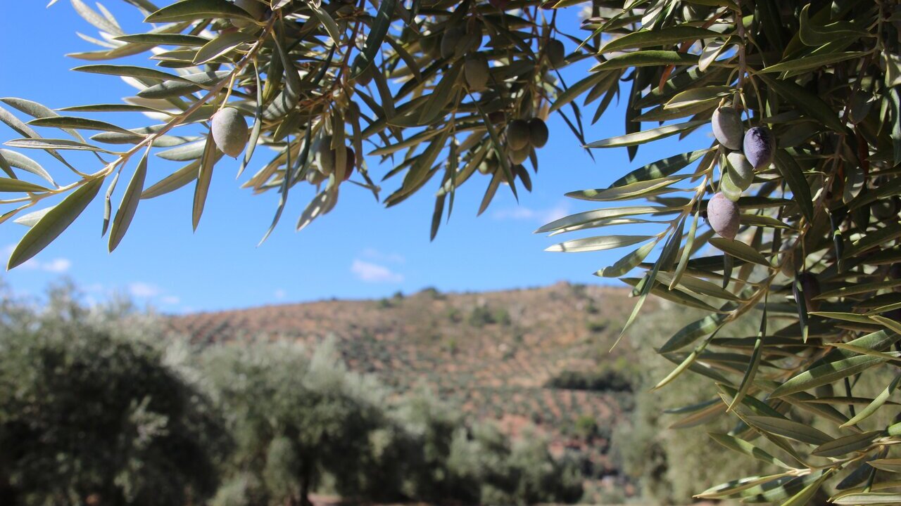 origen-el-olivar-valor-procedencia-aceite-orujo-oliva