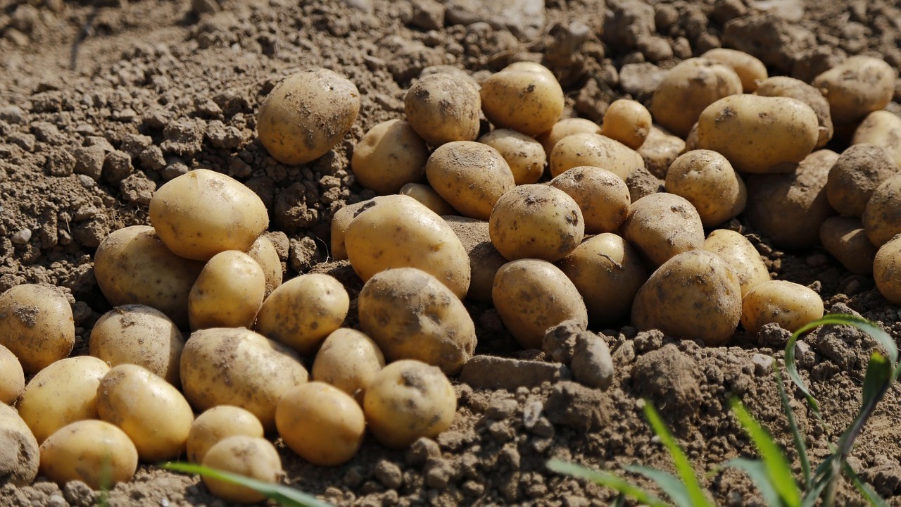 jornada-futuro-produccion-patata