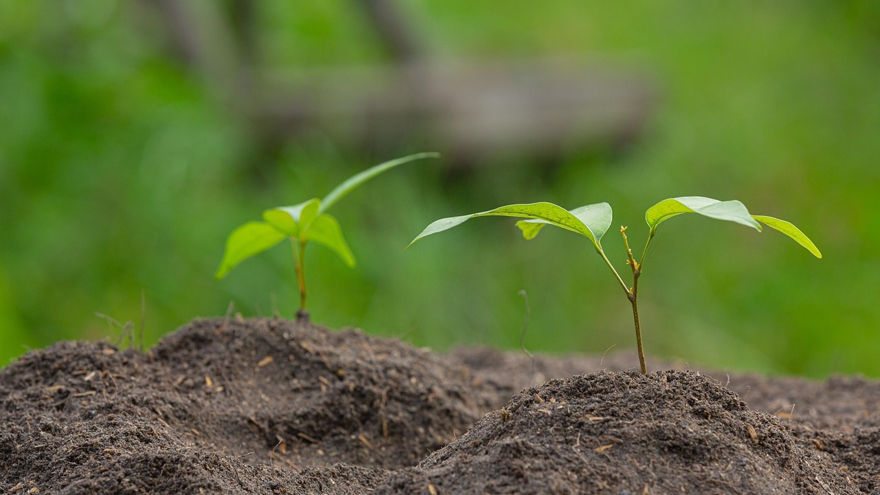 planetai-nature-space-lider-certificacion-creditos-carbono-ue