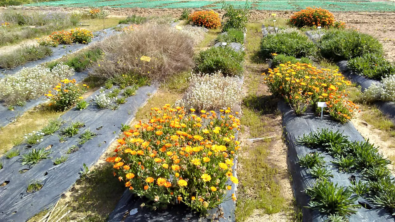Plantas insectario recurso atraer enemigos naturales agroecosistemas hortícolas mediterráneos