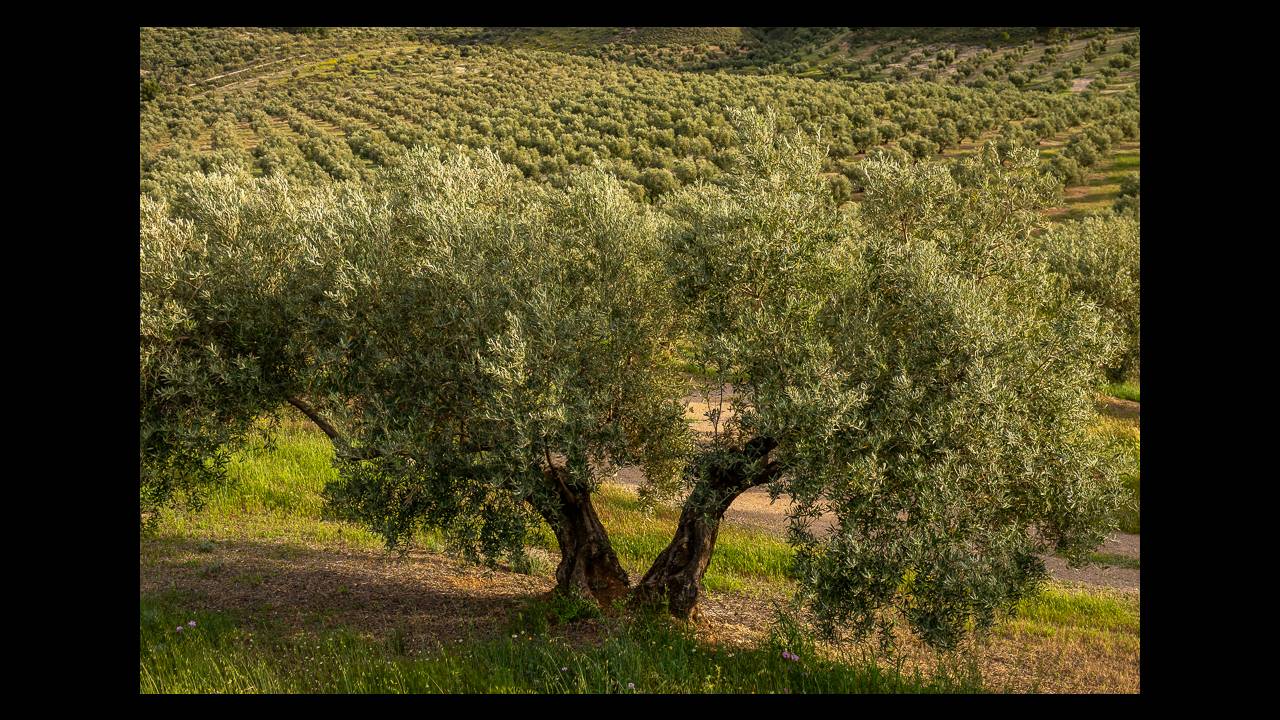 La producción de AOVE se recupera en Sierra Mágina