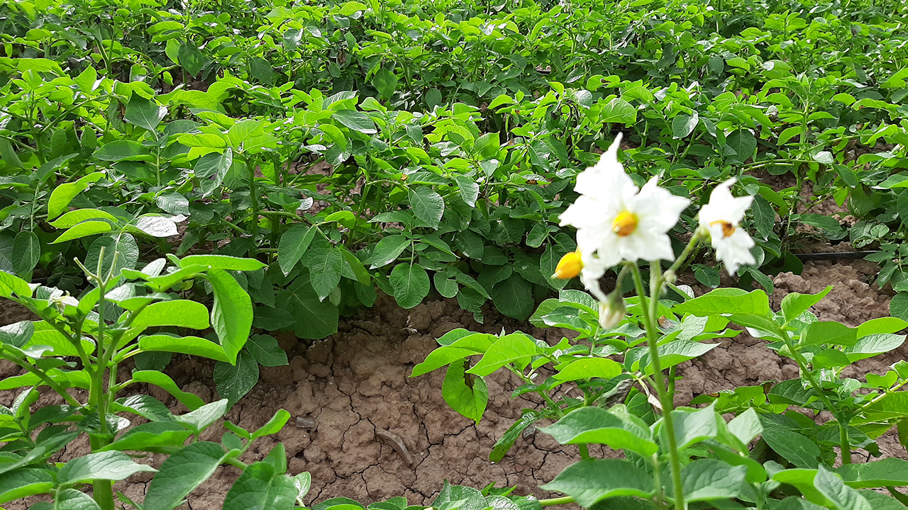 Reducción uso fertilizantes químicos gracias microorganismos beneficiosos suelo