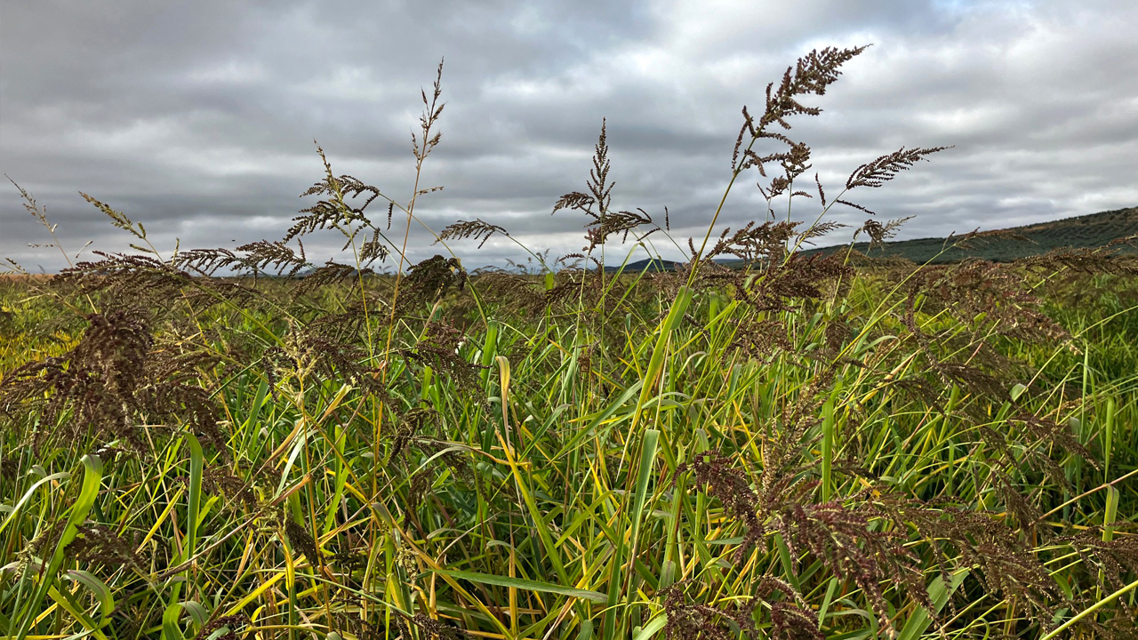 Resistencias a herbicidas un reto para el cultivo del arroz