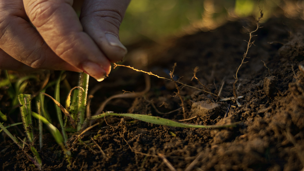 revolucion--bioestimulantes-es-posible-producir-mas-ahorrando-recursos-con-menos-impacto-ambiental