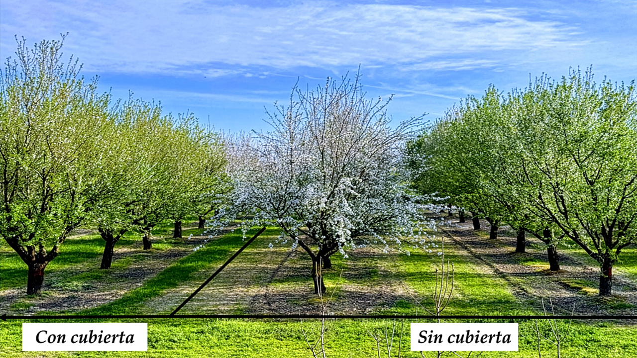 Riego deficitario cubiertas vegetales almendro compatibilidad entre ahorro agua fijación carbono