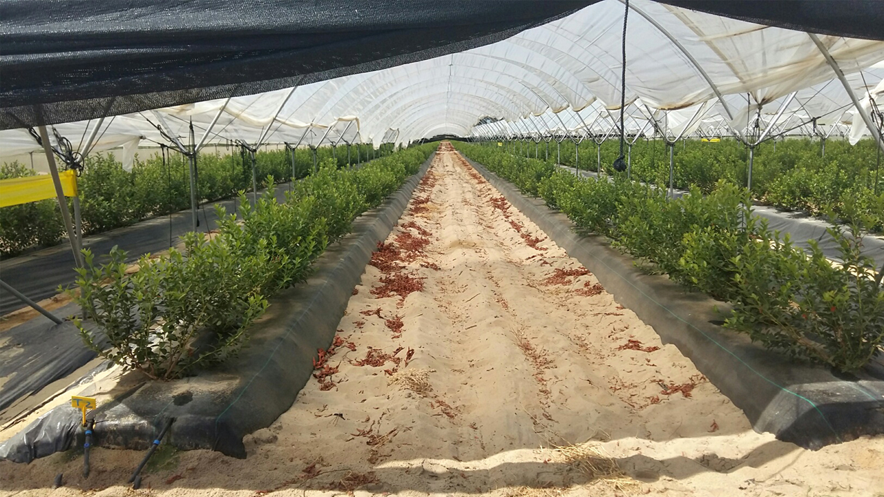 Riego deficitario arándano ahorro de agua sin pérdida de producción