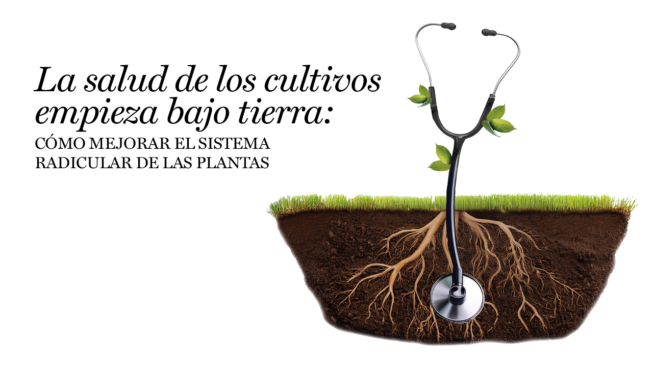 salud raíces clave para una agricultura más sostenible rentable