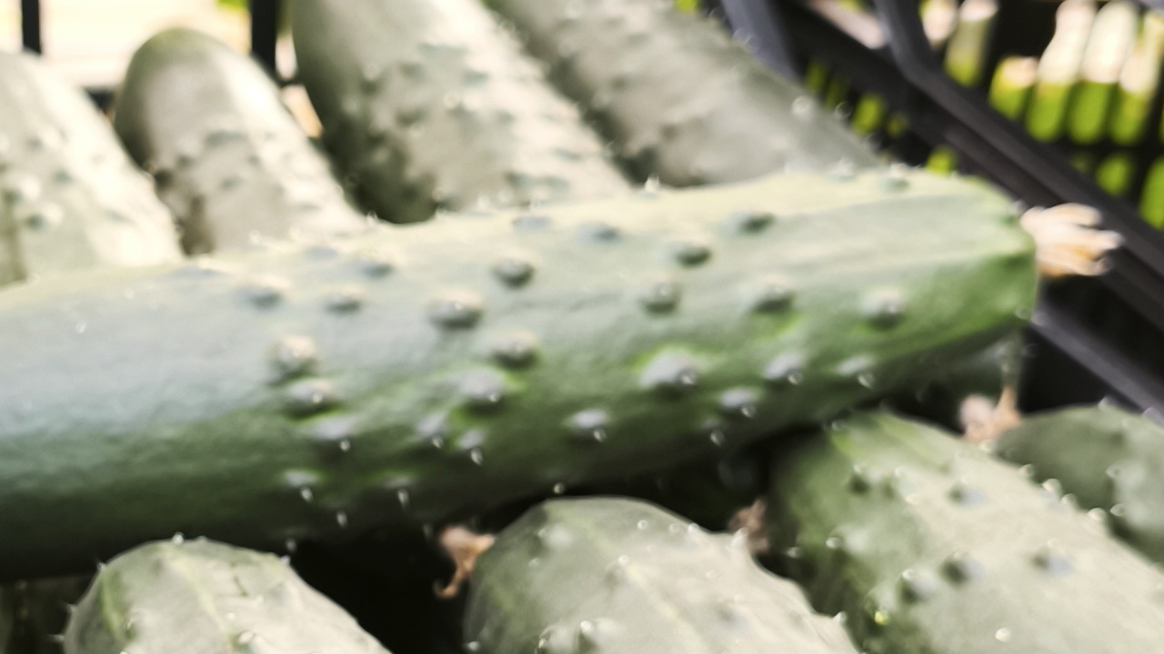 sintra-el-primer-pepino-frances-con-resistencia-a-cabyv-