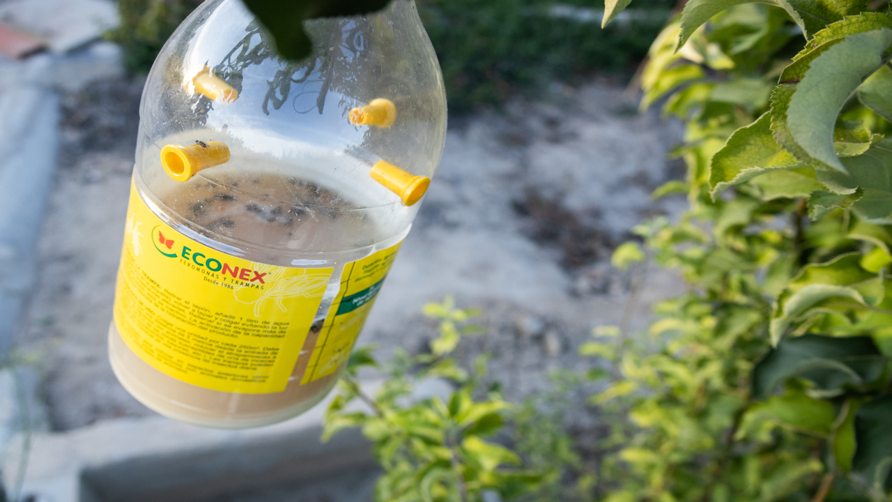 Una solución natural para un problema constante Econex Atrapamoscas