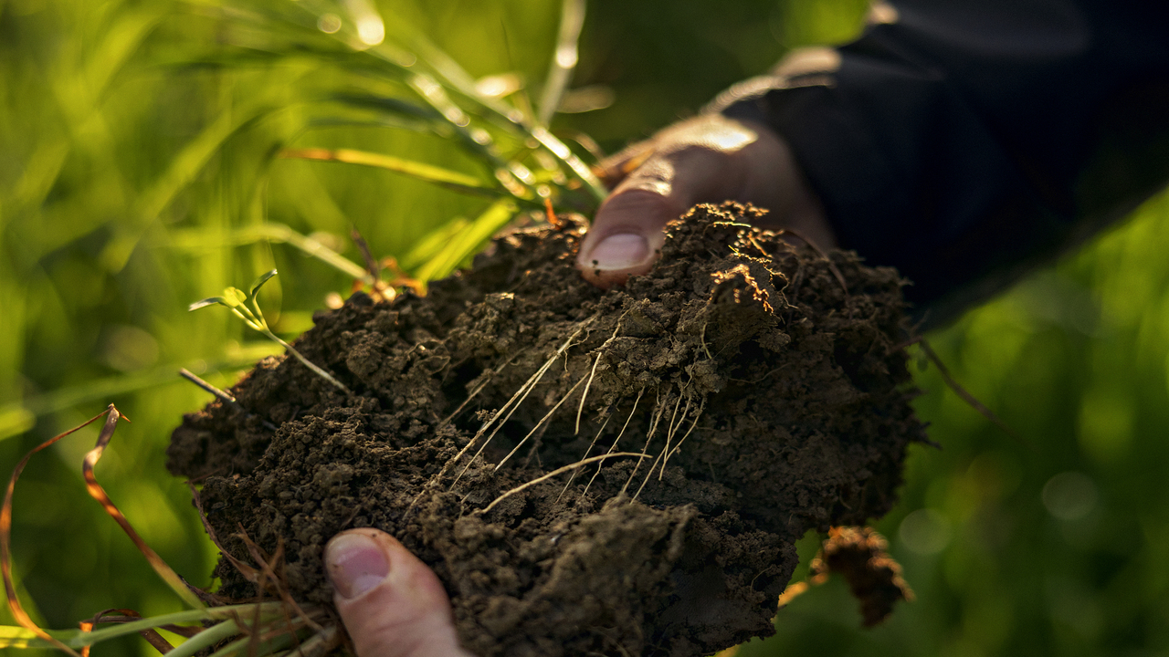 Suelo sano futuro asegurado esfuerzos Yara para conseguir terrenos fértiles saludables