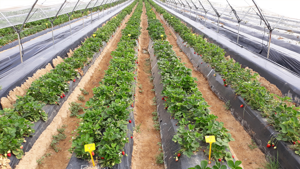 variabilidad-en-la-calidad-de-las-variedades-de-fresa