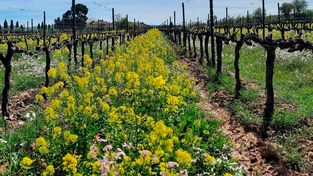 Viticultura regenerativa en viñedo restaurar suelo para asegurar futuro