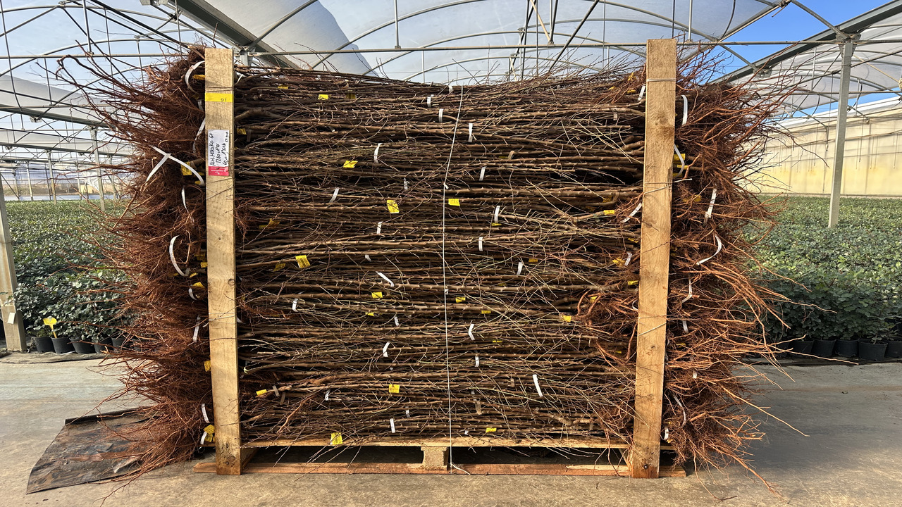 Stocks repletos para la campaña de invierno de Viveros Hernandorena