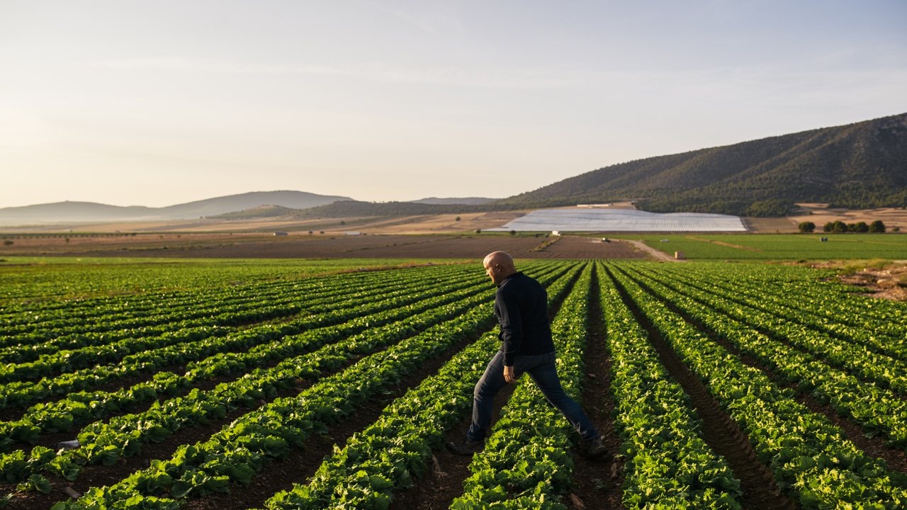 Yara liderazgo nitrato calcio más siglo nutriendo sostenibilidad cultivos hortícolas españoles